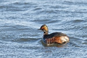20140320_305BeltringharderKo_Schwarzhalstaucher01(Podiceps nigricollis).JPG