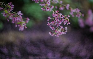 comp_20140323-P93B0678b.jpg comp_20140323-P93B0678b.jpg