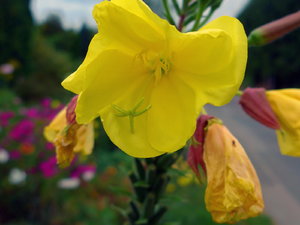 P1020008_Bildgröße ändern.JPG