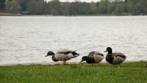 comp_DSC_0667.jpg comp_DSC_0667.jpg