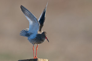 20140416_831beltringharderko_Rotschenkel02.JPG 20140416_831beltringharderko_Rotschenkel02.JPG