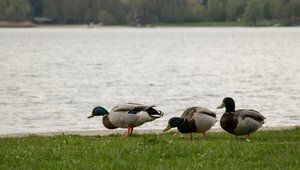 comp_DSC_0667.jpg comp_DSC_0667.jpg