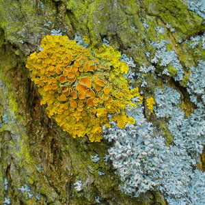 2012_03_11_SD9_50mm_Rasdorf_Flechten_an_Robinie_0058_900x900pix.jpg 2012_03_11_SD9_50mm_Rasdorf_Flechten_an_Robinie_0058_900x900pix.jpg