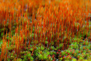 2012_03_11_SD9_ISO100_6sec_8_50mm_Rasdorf_Moos_0068_1200pix.jpg 2012_03_11_SD9_ISO100_6sec_8_50mm_Rasdorf_Moos_0068_1200pix.jpg