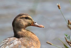 EntePortrait.jpg EntePortrait.jpg