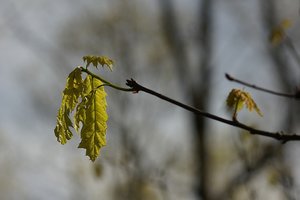 Forum DSC02163  NEX 5R + Elicar 2,5 90mm (c) PPf.jpg