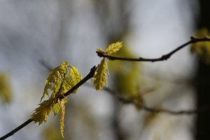 Forum DSC02164  NEX 5R + Elicar 2,5 90mm cr (c) PPf.jpg