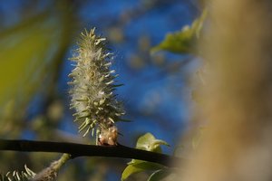 Forum DSC02207  NEX 5R + Elicar 2,5 90mm (c) PPf.jpg