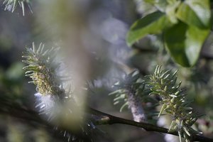 Forum DSC02208  NEX 5R + Elicar 2,5 90mm (c) PPf.jpg