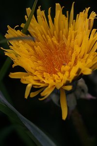 Forum DSC02227  NEX 5R + Elicar 2,5 90mm (c) PPf.jpg