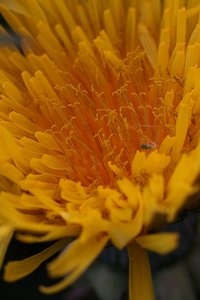 Forum DSC02227  NEX 5R + Elicar 2,5 90mm_cr (c) PPf.jpg