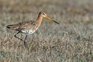 20140419_1307beltringharderko_Uferschnepfe03.JPG 20140419_1307beltringharderko_Uferschnepfe03.JPG