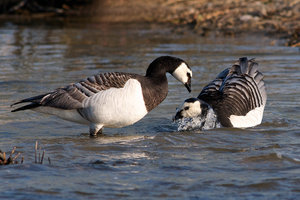 20140420_2471beltringharderko_Nonnengans02 Branta leucopsis.JPG 20140420_2471beltringharderko_Nonnengans02 Branta leucopsis.JPG