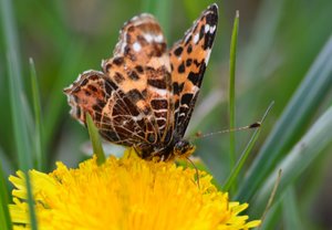 DSC_0007 (800x553).jpg