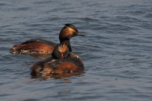 20140420_2510beltringharderko_Schwarzhalstaucher03 [Podiceps nigricollis]     .JPG