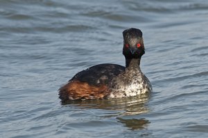 20140420_2204beltringharderko_Schwarzhalstaucher06 Podiceps nigricollis.JPG