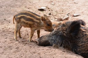 DSC_0021 (800x533) (640x426).jpg