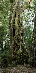 770_300_Springbrook Rain Forest_2.jpg