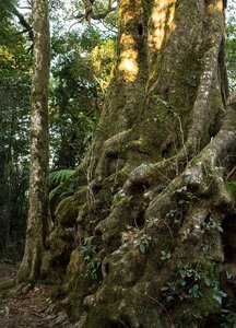 770_300_Springbrook Rain Forest_3.jpg