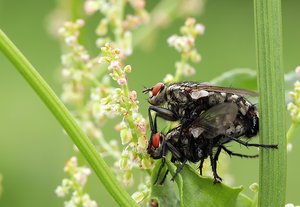 Fliegensex 01 - klein.jpg