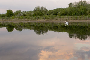 AbendMitSchwan-3zu2.jpg AbendMitSchwan-3zu2.jpg