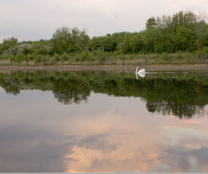 AbendMitSchwan-6zu5.jpg AbendMitSchwan-6zu5.jpg