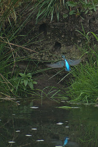 SAM_1411D.jpg SAM_1411D.jpg