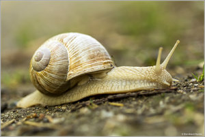 Schnecke_4133.jpg