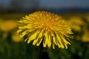 20140428_118Holnis_Löwenzahn01 Taraxacum).JPG