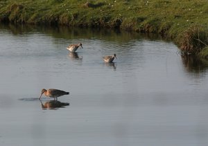 Uferschnepfen.jpg