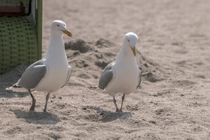 comp__DSC5191.jpg comp__DSC5191.jpg