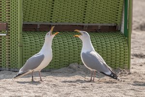 comp__DSC5188.jpg comp__DSC5188.jpg