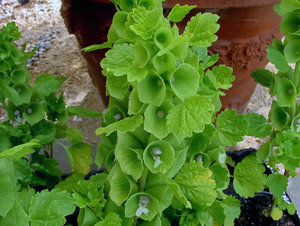 Barockgarten_06 Kopie.jpg