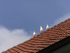 comp__DSC1019.jpg comp__DSC1019.jpg