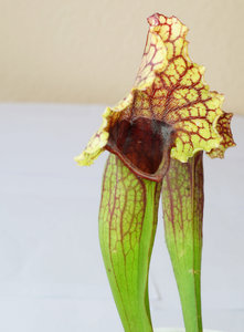 Sarracenia3.jpg