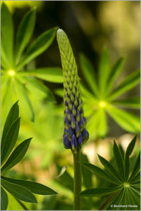 Lupine_4217.jpg