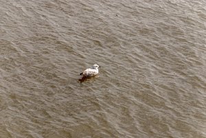 comp__DSC1166.jpg comp__DSC1166.jpg