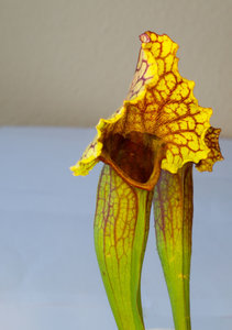 Sarracenia4.jpg