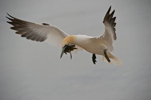 20140502_753helgoland_Basstölpel03 Morus bassanus (1).JPG 20140502_753helgoland_Basstölpel03 Morus bassanus (1).JPG