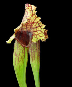 Sarracenia5.jpg