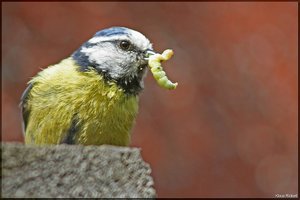 Bild - 3.jpg Bild - 3.jpg