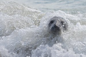 20140503_2233helgoland_Kegelrobbe01 Halichoerus grypus.JPG