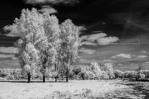 comp__SDI2451.jpg comp__SDI2451.jpg