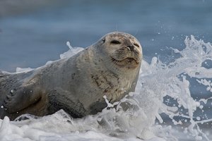 20140503_2097helgoland_Seehund06 Phoca vitulina (1).JPG 20140503_2097helgoland_Seehund06 Phoca vitulina (1).JPG