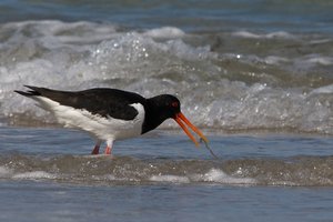 20140503_1646helgoland_Austernfischer02 Haematopus ostralegus.JPG 20140503_1646helgoland_Austernfischer02 Haematopus ostralegus.JPG