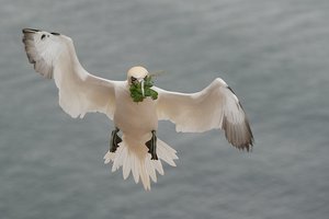 20140502_924helgoland_Basstölpel07 Morus bassanus.JPG