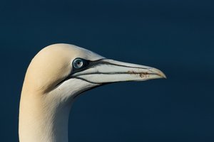 20140503_1538helgoland_Basstölpel08 Morus bassanus.JPG