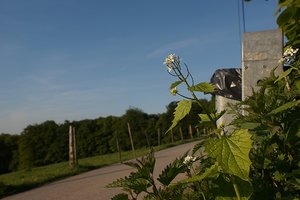 Forum DSC02686  Nex 5r + Soligor 3,8 21mm psd (c) PPf.jpg