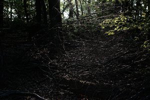 Forum DSC02693  Nex 5r + Yashinon 1,4 50mm psf (c) PPf.jpg