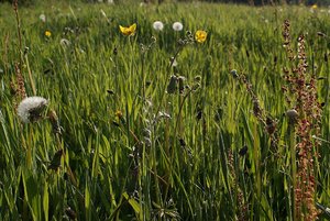 Systemkameraforum DSC02607  Nex 5r + Soligor 3,5 21mm cr (c) PPf.jpg